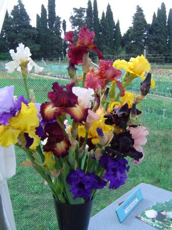 IRIS