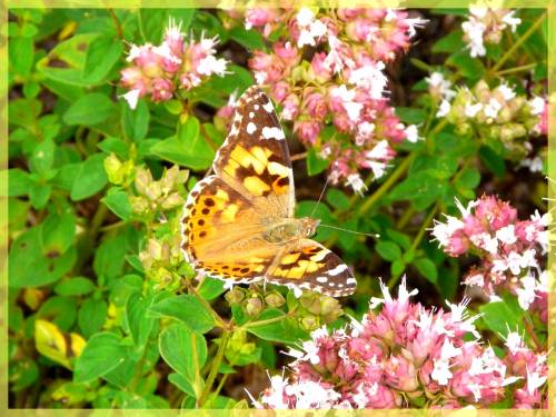 papillon 1.jpg