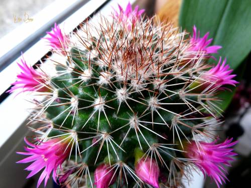 cactus fleur.jpg
